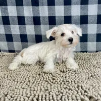 Soloman, a male Miniature Schnauzer for sale in Millmont, PA – Photo 7 of 7