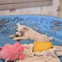 Soloman, a male Miniature Schnauzer for sale in Millmont, PA – Photo 3 of 7