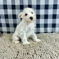 Soloman, a male Miniature Schnauzer for sale in Millmont, PA – Photo 5 of 7