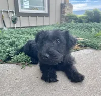 Wanda, a female Scottish Terrier for sale in Millmont, PA – 2 of 9