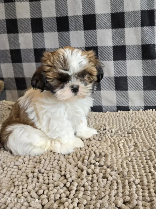 Marcus  – Shih Tzu puppy for sale in Millmont, PA