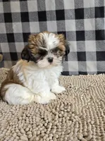 Marcus , a male Shih Tzu for sale in Millmont, PA – 1 of 8