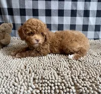 Ned, a male Poodle - Miniature  for sale in Millmont, PA – 3 of 8