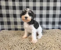 Sidney, a male Miniature Schnauzer for sale in Millmont, PA – 2 of 5