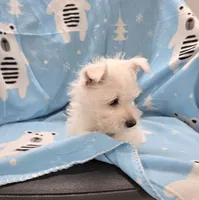 Lenny, a male West Highland White Terrier for sale in Millmont, PA – 7 of 8