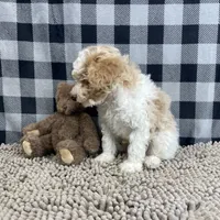 Nate, a male Poodle - Miniature  for sale in Millmont, PA – Photo 6 of 6