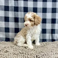 Nate, a male Poodle - Miniature  for sale in Millmont, PA – Photo 2 of 6