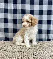 processed/6b8f1ba0-53c4-44aa-9a40-96ba513b41a5/listing/9381402f-5781-437a-8909-ad771c031f68/80d59b51-aaa4-4560-960d-3d3487bc644e