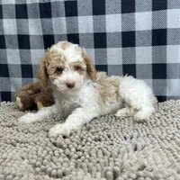 Nate, a male Poodle - Miniature  for sale in Millmont, PA – Photo 4 of 6