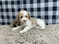 processed/6b8f1ba0-53c4-44aa-9a40-96ba513b41a5/listing/9381402f-5781-437a-8909-ad771c031f68/80f3a4f9-55a7-4d7b-b9d0-a7cc1ecdaaba