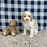 Nate, a male Poodle - Miniature  for sale in Millmont, PA – Photo 5 of 6