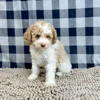 Nate, a male Poodle - Miniature  for sale in Millmont, PA – Photo 3 of 6