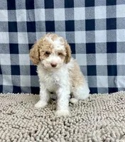 processed/6b8f1ba0-53c4-44aa-9a40-96ba513b41a5/listing/9381402f-5781-437a-8909-ad771c031f68/fe9d03b2-e86b-497d-9d4b-854326420189