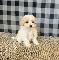 Rayne, a female Coton de Tulear and Poodle - Miniature  for sale in Millmont, PA – 4 of 5