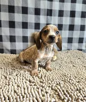 Kent, a male Miniature Dachshund for sale in Millmont, PA – 3 of 8
