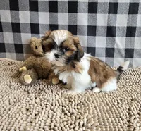 Mac, a male Shih Tzu for sale in Millmont, PA – 6 of 7