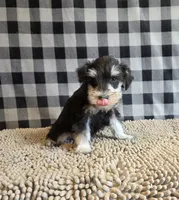 Sarge, a male Miniature Schnauzer for sale in Millmont, PA – 5 of 8