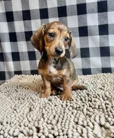Noah, a male Miniature Dachshund for sale in Millmont, PA – 4 of 6