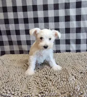 Sarah, a female Miniature Schnauzer for sale in Millmont, PA – 3 of 6