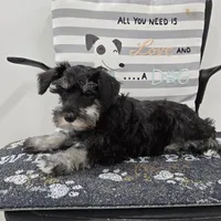 Kirby, a male Miniature Schnauzer for sale in Millmont, PA – Photo 7 of 8
