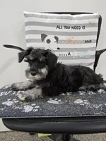 Kirby, a male Miniature Schnauzer for sale in Millmont, PA – Photo 8 of 8