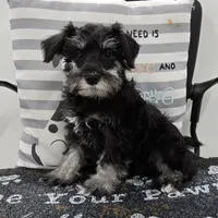 Kirby, a male Miniature Schnauzer for sale in Millmont, PA – Photo 1 of 8