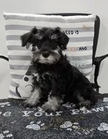 Kirby, a male Miniature Schnauzer for sale in Millmont, PA – Photo 1 of 8