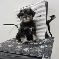 Kirby, a male Miniature Schnauzer for sale in Millmont, PA – Photo 4 of 8