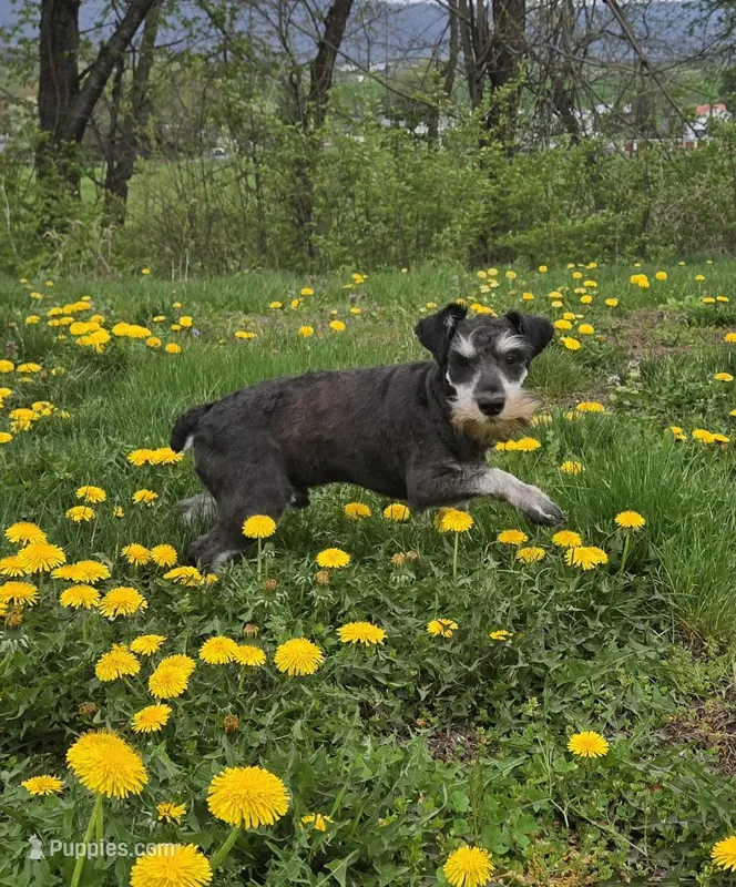 Kirby – Miniature Schnauzer puppy for sale in Millmont, PA