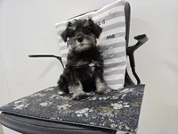 Kirby, a male Miniature Schnauzer for sale in Millmont, PA – Photo 3 of 8