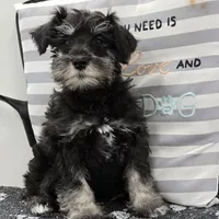Kirby, a male Miniature Schnauzer for sale in Millmont, PA – Photo 2 of 8