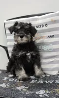 Kirby, a male Miniature Schnauzer for sale in Millmont, PA – Photo 2 of 8
