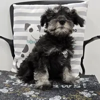 Kirby, a male Miniature Schnauzer for sale in Millmont, PA – Photo 5 of 8