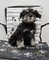 Kirby, a male Miniature Schnauzer for sale in Millmont, PA – Photo 5 of 8