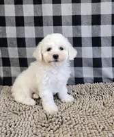 Belle, a female Bichon Frise for sale in Millmont, PA – Photo 7 of 8