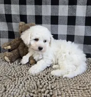 Belle, a female Bichon Frise for sale in Millmont, PA – Photo 3 of 8