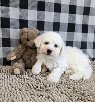 Belle, a female Bichon Frise for sale in Millmont, PA – Photo 8 of 8