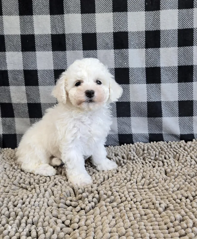 Belle – Bichon Frise puppy for sale in Millmont, PA