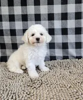 Belle, a female Bichon Frise for sale in Millmont, PA – Photo 1 of 8