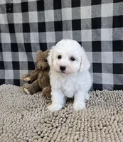 Belle, a female Bichon Frise for sale in Millmont, PA – Photo 6 of 8