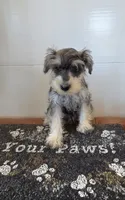 Tessie, a female Miniature Schnauzer for sale in Millmont, PA – 4 of 6