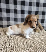 Kelly, a female Miniature Dachshund for sale in Millmont, PA – 6 of 10