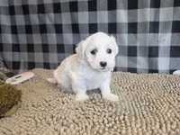 Stan, a male Bichon Frise and Coton de Tulear for sale in Millmont, PA – 4 of 6