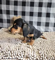 Boone, a male Miniature Dachshund for sale in Millmont, PA – 9 of 9