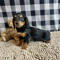Kermit, a male Miniature Dachshund for sale in Millmont, PA – Photo 9 of 9