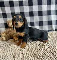 Kermit, a male Miniature Dachshund for sale in Millmont, PA – Photo 9 of 9