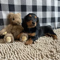 Kermit, a male Miniature Dachshund for sale in Millmont, PA – Photo 7 of 9