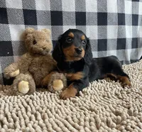 Kermit, a male Miniature Dachshund for sale in Millmont, PA – Photo 7 of 9