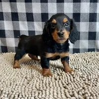 Kermit, a male Miniature Dachshund for sale in Millmont, PA – Photo 6 of 9