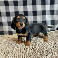 Kermit, a male Miniature Dachshund for sale in Millmont, PA – Photo 3 of 9